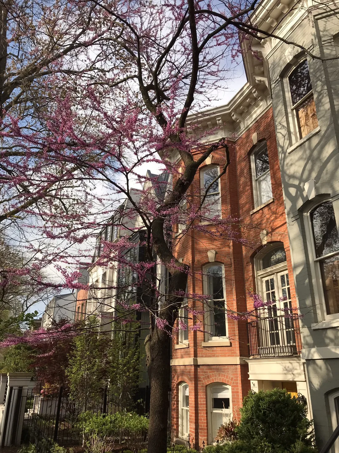 A red brick Victorian house with a bay window on North Dayton Street, a redbud in bloom in front of it